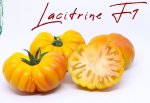 Pomidor Lacitrine 100n