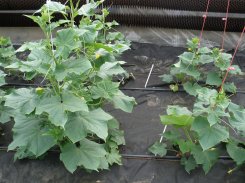 Podkładka Cucurbita Ficifolia - dynia figolistna Vitality 500N