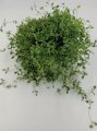 Tymianek Thyme Winter 100g