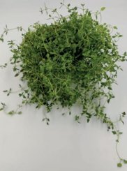 Tymianek Thyme Winter 100g